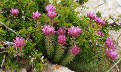Pseudosedum longidentatum