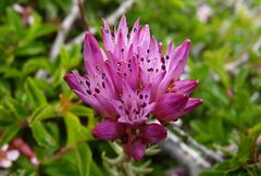 Pseudosedum longidentatum