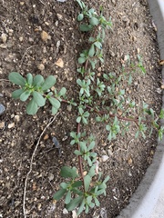 Portulaca oleracea
