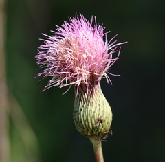 Cirsium lecontei
