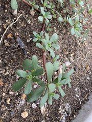 Portulaca oleracea