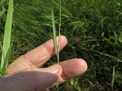 Kellochloa brachyantha