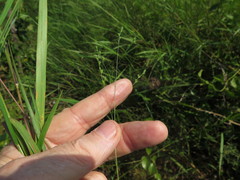 Kellochloa brachyantha