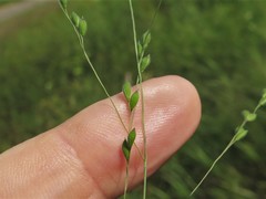 Kellochloa brachyantha