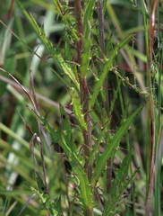 Cirsium lecontei