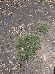 Trifolium dasyphyllum