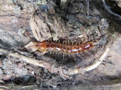 Lithobius