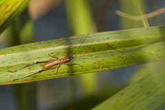 Conocephalus attenuatus