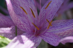 Colchicum × agrippinum