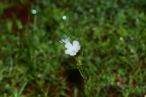 Image of Rhamphicarpa fistulosa by no rights reserved