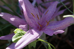 Colchicum × agrippinum