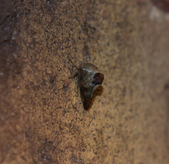 Telamona decorata