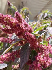Amaranthus