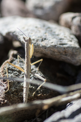 Yersiniops solitarius