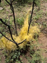 Cuscuta indecora
