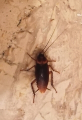 Periplaneta americana