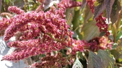 Amaranthus