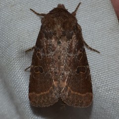 Protorthodes oviduca