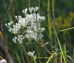 Eupatorium leucolepis