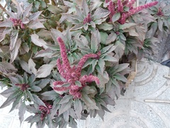 Amaranthus