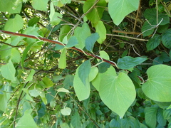 Aristolochia macrophylla