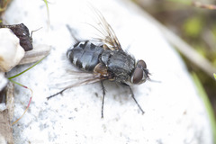 Polleniidae
