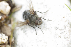 Polleniidae