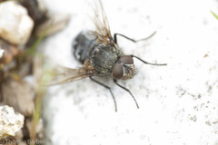 Polleniidae