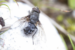 Polleniidae