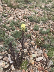 Castilleja occidentalis