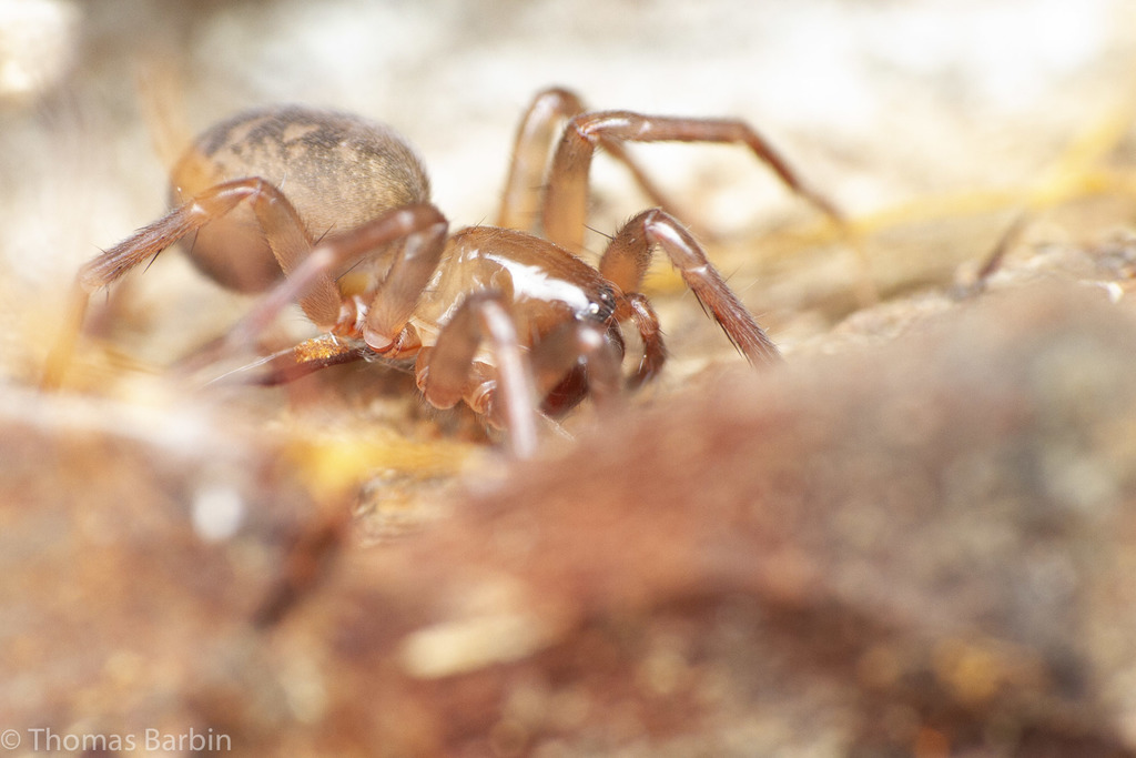Morose Woodland Spider