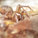 Morose Woodland Spider - Photo (c) Thomas Barbin, some rights reserved (CC BY-NC), uploaded by Thomas Barbin