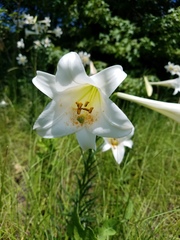 Lilium philippinense