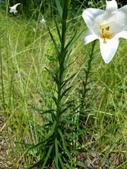 Lilium philippinense