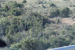 Euphorbia triangularis