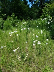 Lilium philippinense