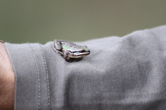Hyla eximia