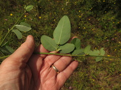 Desmodium viridiflorum