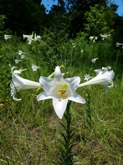 Lilium philippinense