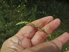 Desmodium viridiflorum