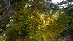 Sphagnum cuspidatum