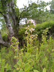 Spiraea