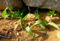 Empodium namaquensis