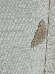 Cyclophora nanaria