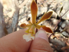 Encyclia gonzalezii