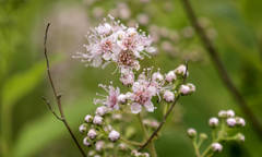 Spiraea