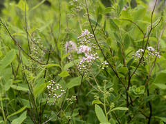 Spiraea