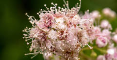 Spiraea