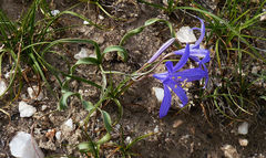 Ixiolirion tataricum
