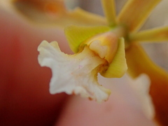 Encyclia gonzalezii